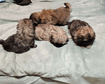 Собаки в Алексеевке:  Продаю щенков пекинесов Мальчик, 6 000 руб. - фото 4