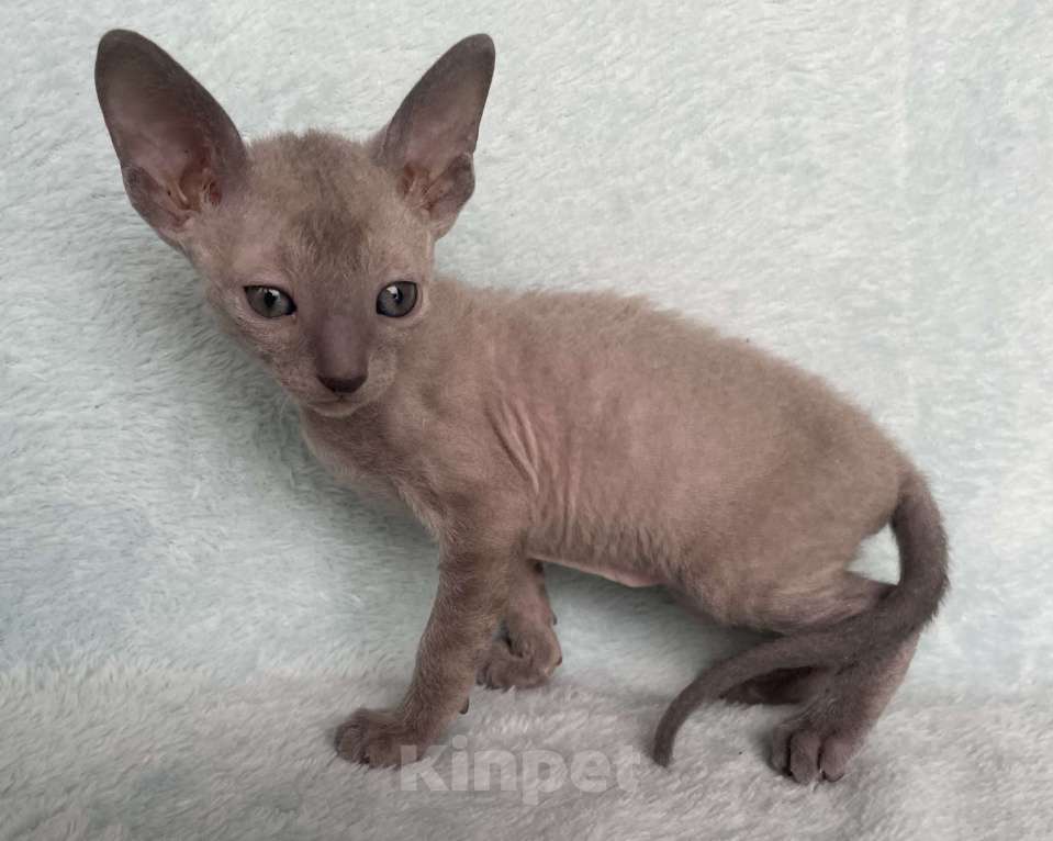 Кошки в Балашихе: Кошечка голубая минковая из московского питомника  Девочка, 70 000 руб. - фото 6