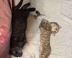Кошки в Тамбове: Милая Чернушка  Девочка, 2 500 руб. - фото 3