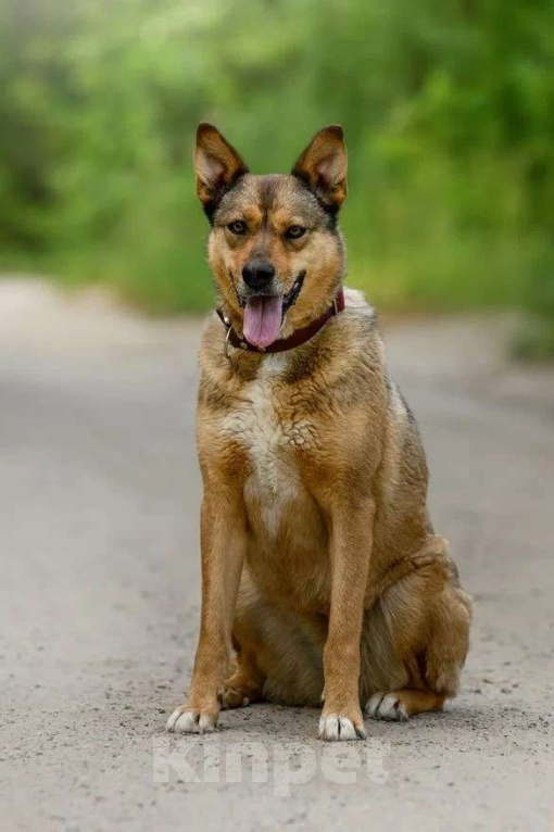 Собаки в Ярославле: Лиза ждет Вас в приюте! Девочка, Бесплатно - фото 2