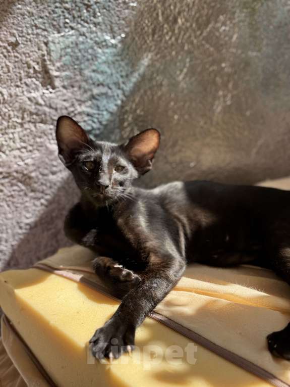 Кошки в Москве: Ориентальный мальчик Мальчик, Бесплатно - фото 4