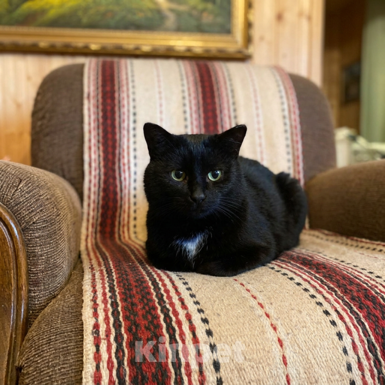 Кошки в Москве: черный кот Шарфик ищет семью Мальчик, Бесплатно - фото 3