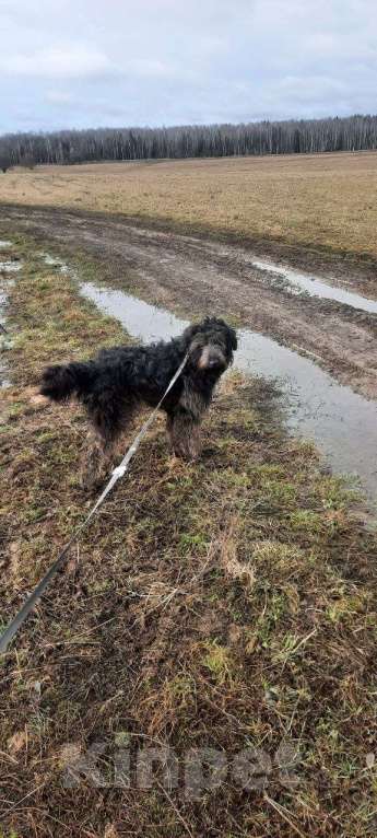 Собаки в Москве: Метис пуделя в добрые руки Девочка, Бесплатно - фото 4