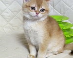 Кошки в Москве: шотландская  золотая шиншилла - мальчик Мальчик, 70 000 руб. - фото 5