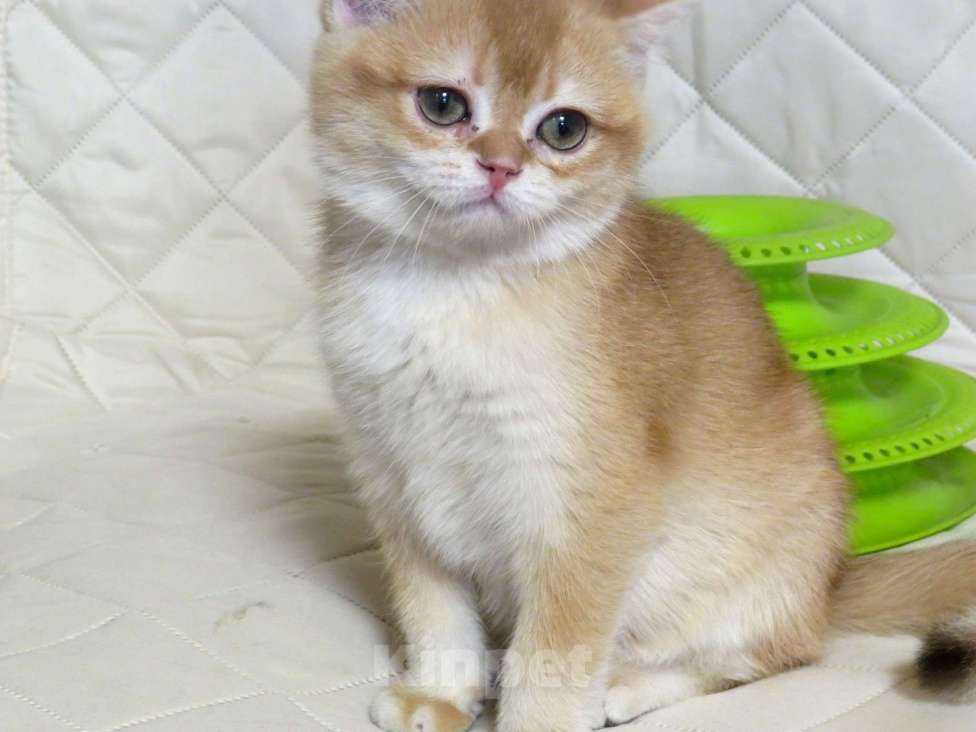 Кошки в Москве: шотландская  золотая шиншилла - мальчик Мальчик, 70 000 руб. - фото 5
