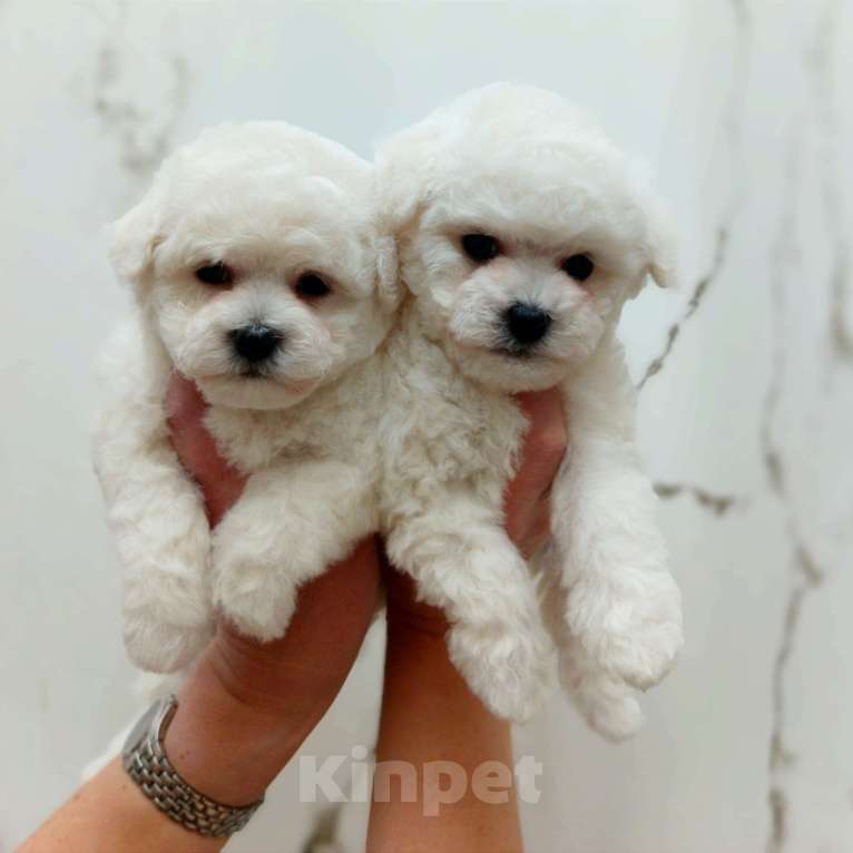 Собаки в Москве: Бишон фризе белоснежная девочка Девочка, 120 000 руб. - фото 2