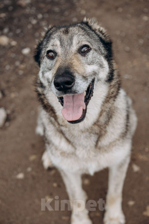 Собаки в Москве: Алтай ждёт и надеется Мальчик, Бесплатно - фото 9