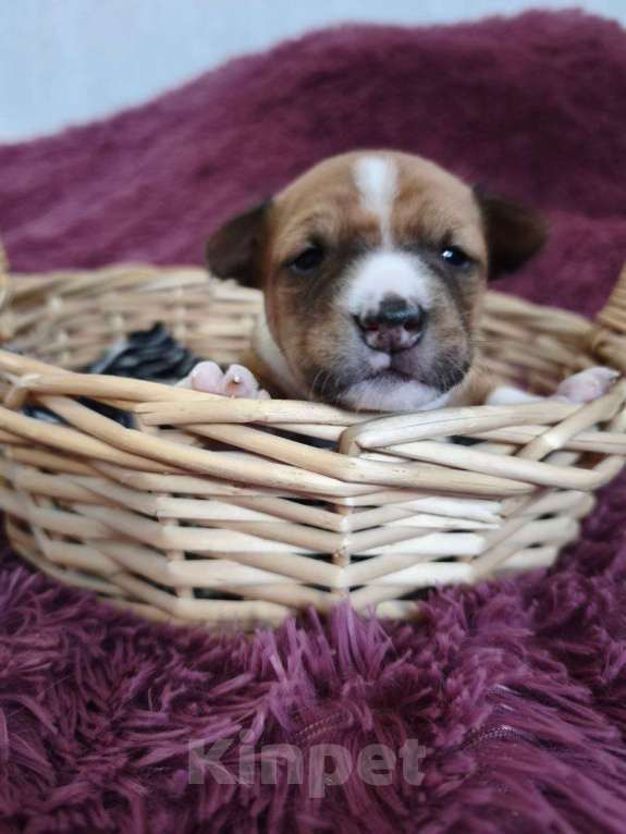 Собаки в Санкт-Петербурге: Щенки басенджи Мальчик, 75 000 руб. - фото 3