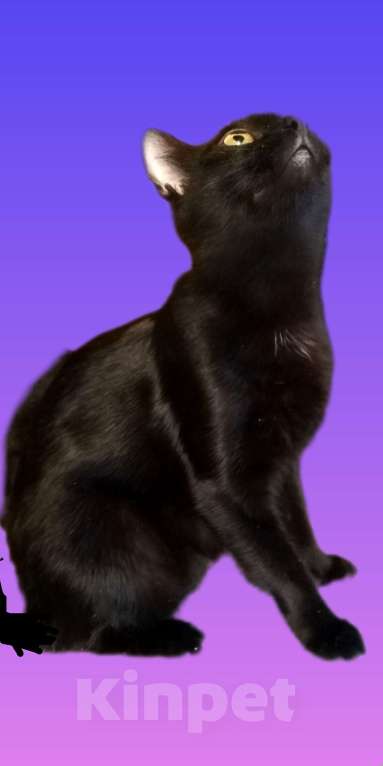 Кошки в Москве: Богема 1.5г в добрые руки Девочка, Бесплатно - фото 3