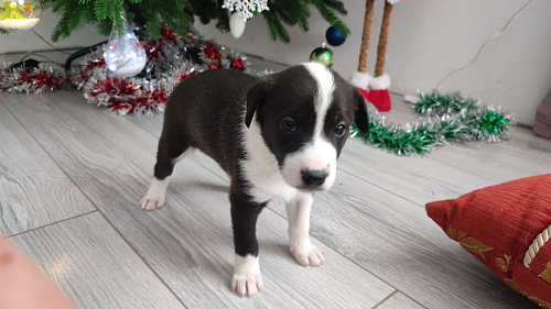 Бордер колли митис (симпапулька)