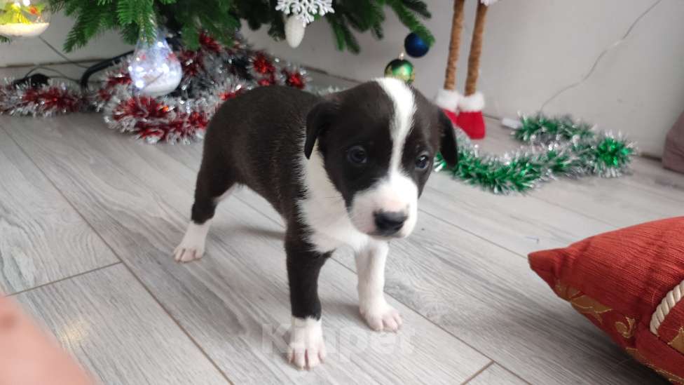 Собаки в Липецке: Бордер колли митис (симпапулька) Девочка, 15 000 руб. - фото 1