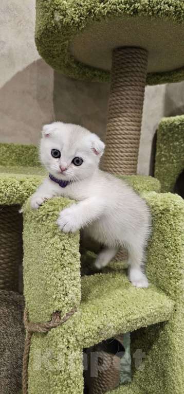 Кошки в Балашихе: Серебристая шиншилла Девочка, 40 000 руб. - фото 2