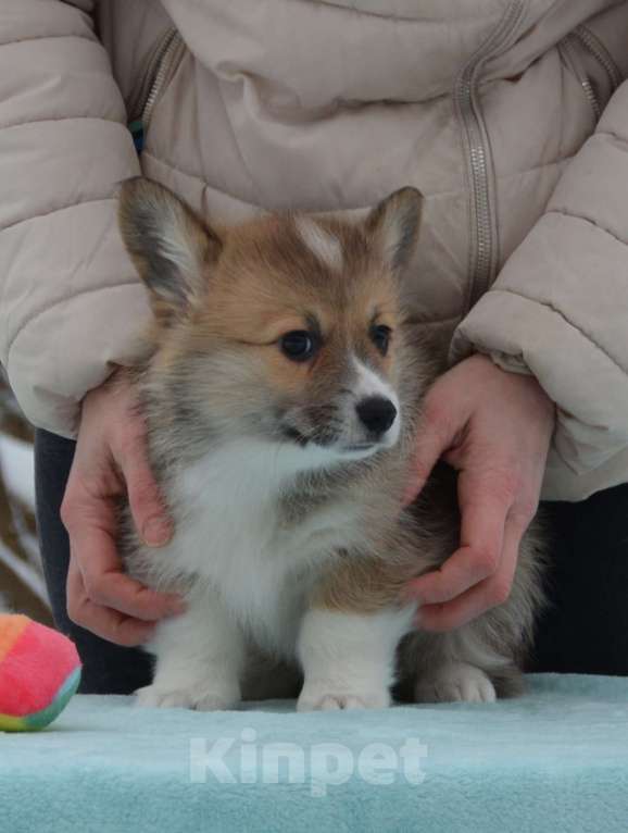 Собаки в Москве: Лакоста Девочка, 80 000 руб. - фото 4