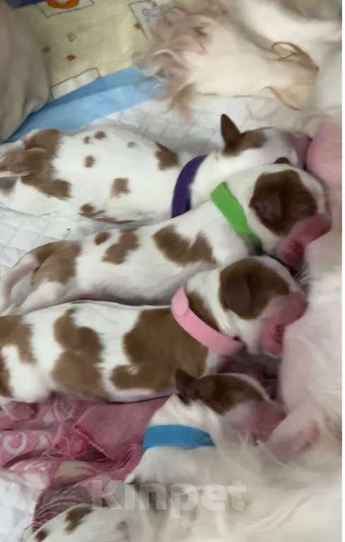 Собаки в Комсомольске-На-Амуре: Щенки благородного происхождения  Девочка, 130 000 руб. - фото 6