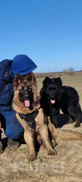 Собаки в Москве: Девочка немецкой овчарки чёрная Девочка, 25 000 руб. - фото 5