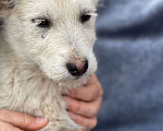 Собаки в Видном: Щенок (девочка)  в добрые руки! Девочка, Бесплатно - фото 6