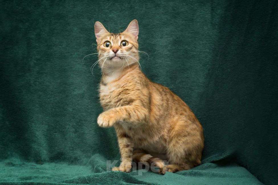 Кошки в Москве: Беззубик Девочка, Бесплатно - фото 2