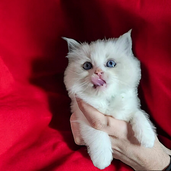 Рэгдолл котенок мальчик