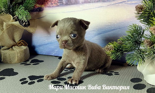 Лиловая МИНИ Вива Виктория вес 350 грамм чихуахуа