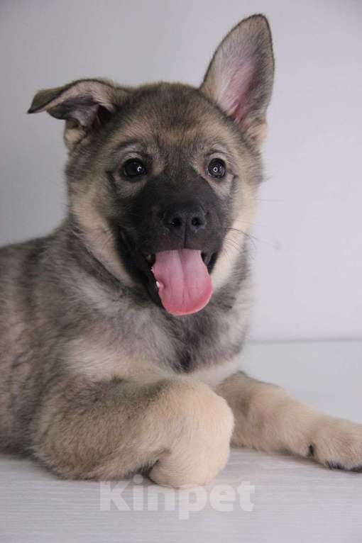 Собаки в Москве: ЩЕночек 2 месяца грустит без мамы Девочка, Бесплатно - фото 3