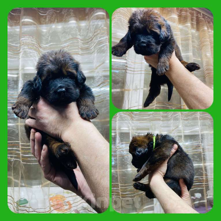 Собаки в Екатеринбурге: 19.12.2025 наша замечательная пара стала родителями прекрасных щенков Мальчик, Бесплатно - фото 1
