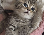Кошки в Москве: Моне Мальчик, 15 000 руб. - фото 3