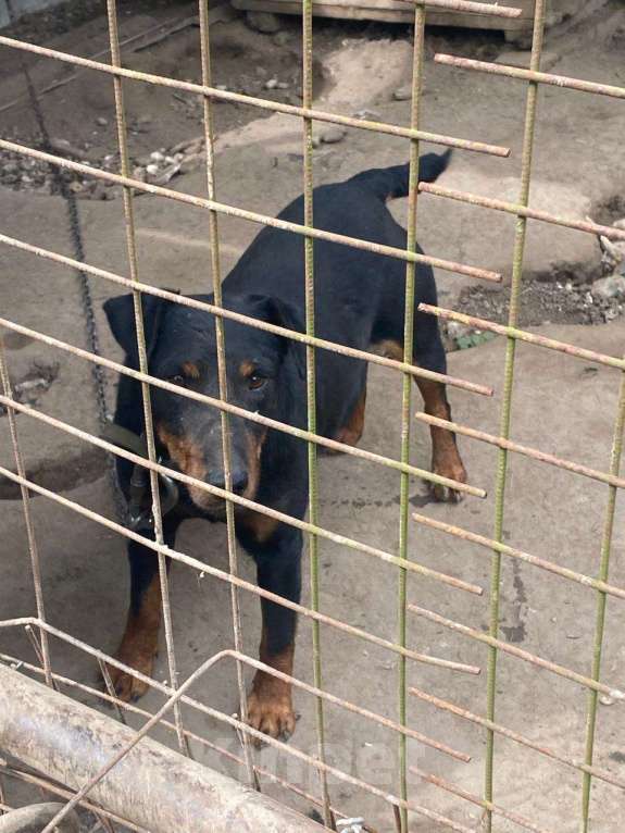 Собаки в других городах Калужской области: Собака в добрые руки Мальчик, Бесплатно - фото 7