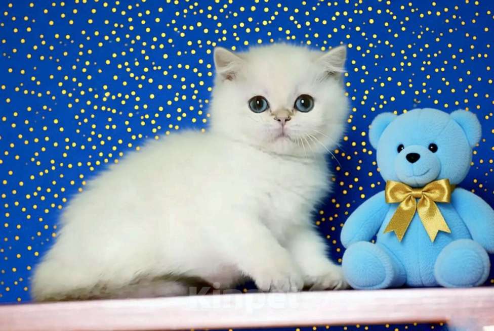 Кошки в Новосибирске: Британская золотая шиншилла поинт Мальчик, 60 000 руб. - фото 3