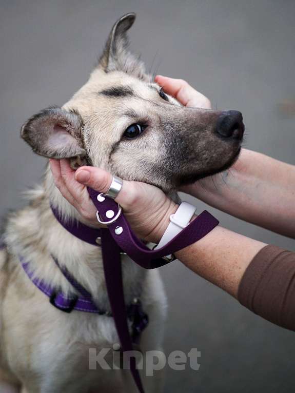 Собаки в Ногинске: Щенок Келли в добрые руки Девочка, Бесплатно - фото 7