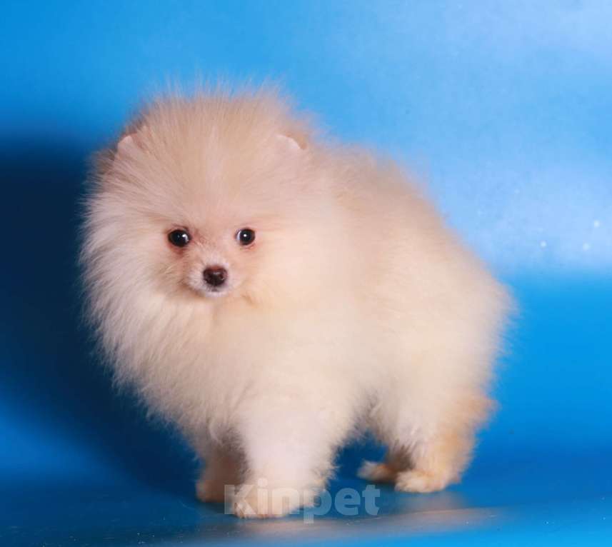 Собаки в Москве: померанский шпиц мини девочка дл души Девочка, 40 000 руб. - фото 10