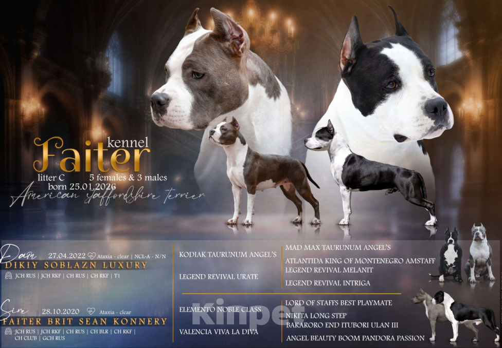 Собаки в Санкт-Петербурге: Готов к продаже Мальчик, Бесплатно - фото 1