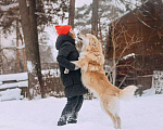 Собаки в Москве: Шикарный пёс Нортон в добрые руки. Мальчик, 1 руб. - фото 9