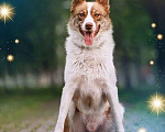 Собаки в Домодедово: Метис лайки Мальчик, 99 руб. - фото 1