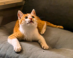 Кошки в Серпухове: Котенок Мальчик, Бесплатно - фото 8