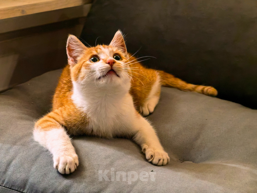Кошки в Серпухове: Котенок Мальчик, Бесплатно - фото 8