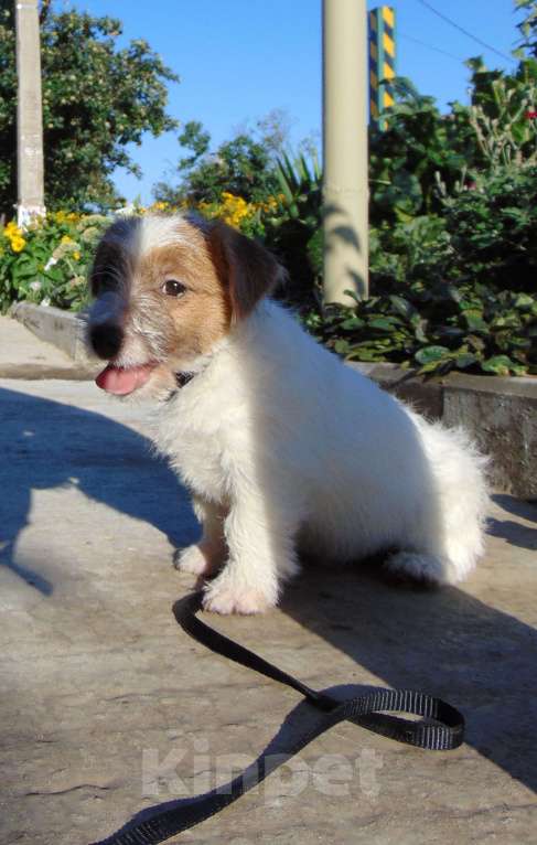 Собаки в Москве: Высокопородный щенок Джек Рассел терьера жесткошерстный Мальчик, Бесплатно - фото 4