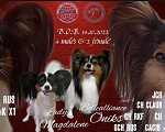 Собаки в Омске: Щенки папийона Мальчик, 50 000 руб. - фото 1