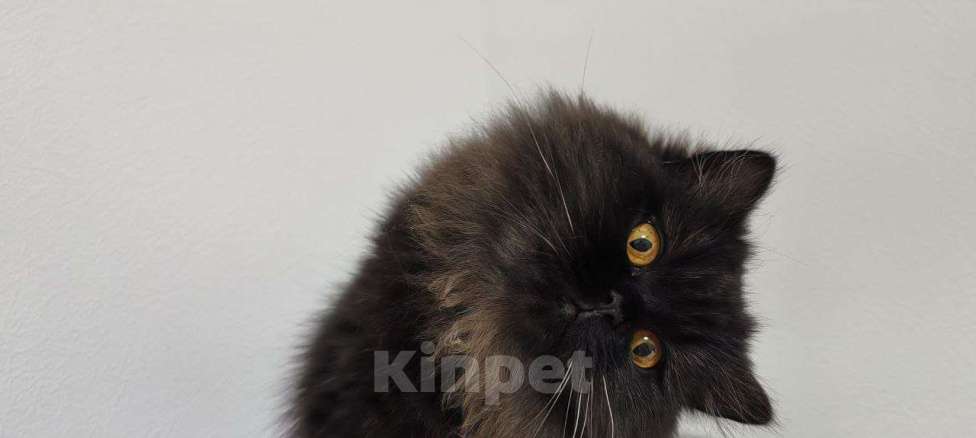 Кошки в Краснодаре: Дасти Pol Catana Девочка, 45 000 руб. - фото 1