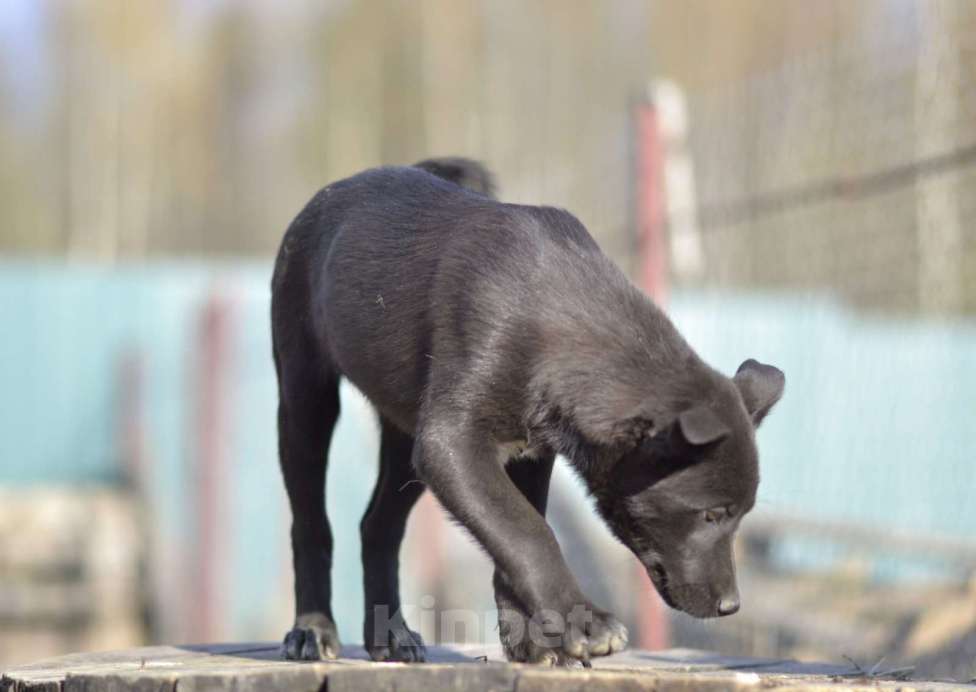 Собаки в Москве: Щенок бесплатно Ника. Москва и МО Девочка, Бесплатно - фото 2