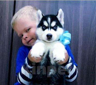 Собаки в Вологде: Хаски Красавчики Женихи Вязка + щенки на продажу, 20 000 руб. - фото 1