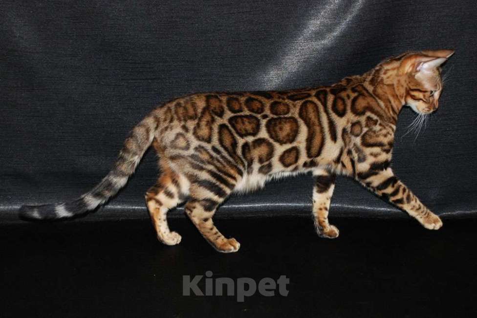 Кошки в Москве: Бенгальские котята. Мальчик, 60 000 руб. - фото 3