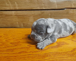 Собаки в Твери: Голубой мерлешка Мальчик, 65 000 руб. - фото 1