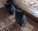 Кошки в Кирове: Отдам котят в хорошие руки Мальчик, Бесплатно - фото 4