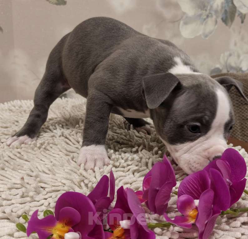 Собаки в Новосибирске: щенки американского булли Разнополые, Бесплатно - фото 10