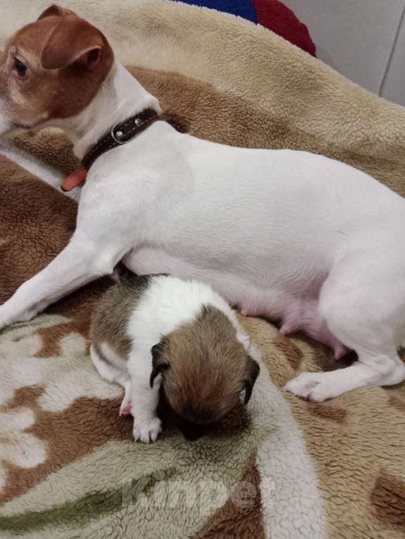 Собаки в Тольятти: Джек Рассел терьер  Девочка, 20 000 руб. - фото 2