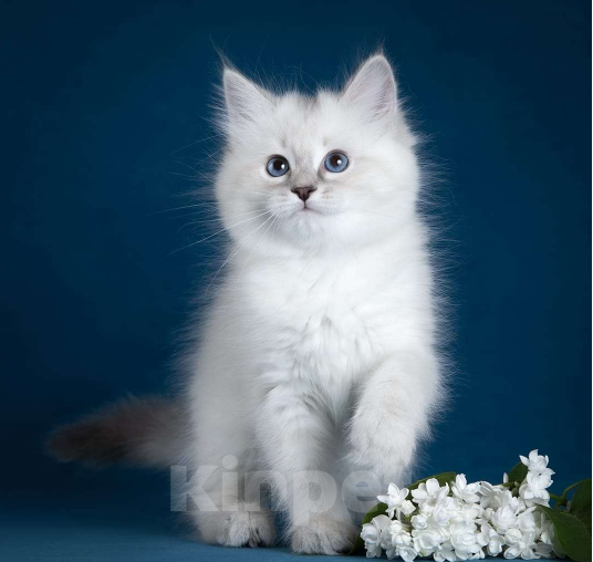 Кошки в других городах Московской области: Кошечка Фике Девочка, 60 000 руб. - фото 1