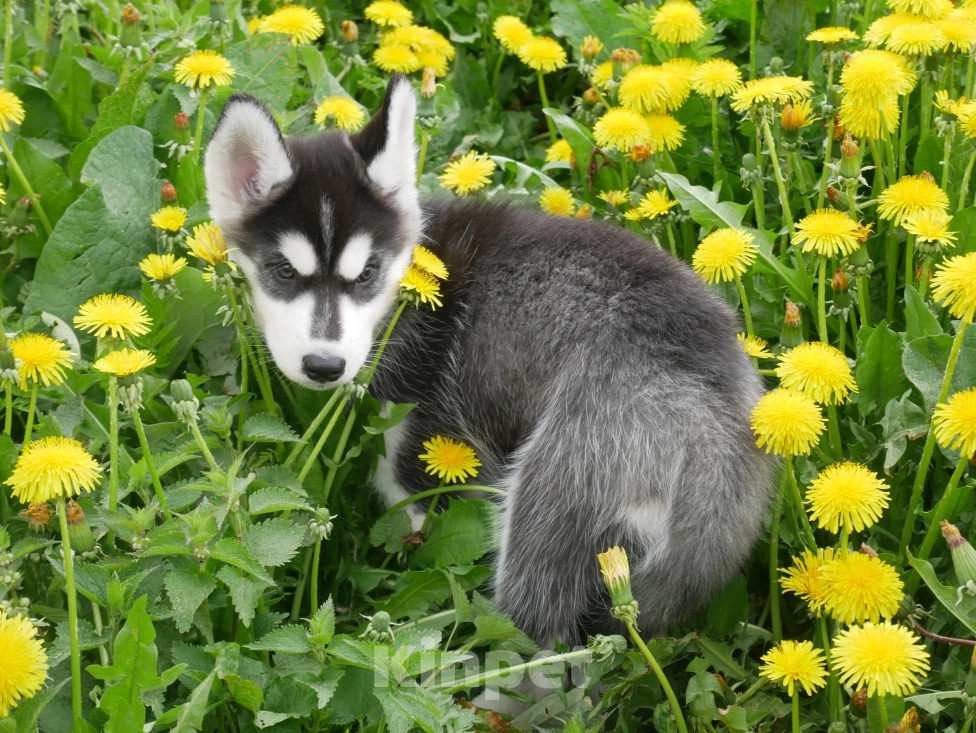 Собаки в Раменском: Щенки хаски Мальчик, 25 000 руб. - фото 5