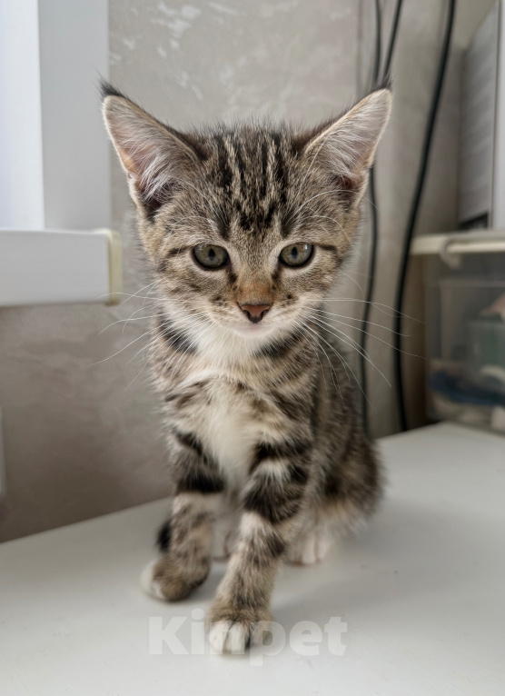Кошки в Москве: Котенок в добрые руки Девочка, Бесплатно - фото 3