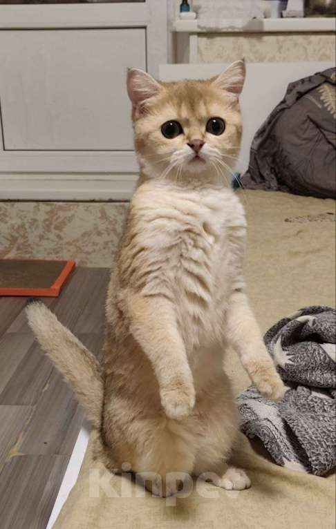 Кошки в Москве: Британская короткошёрстная кошка Девочка, 50 000 руб. - фото 4