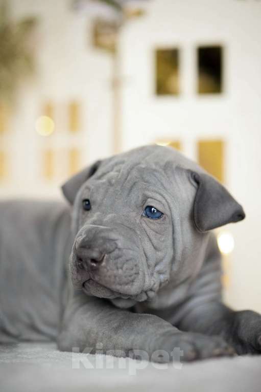 Собаки в Санкт-Петербурге: Щенок тайского риджбека шоу класса Мальчик, 150 000 руб. - фото 2